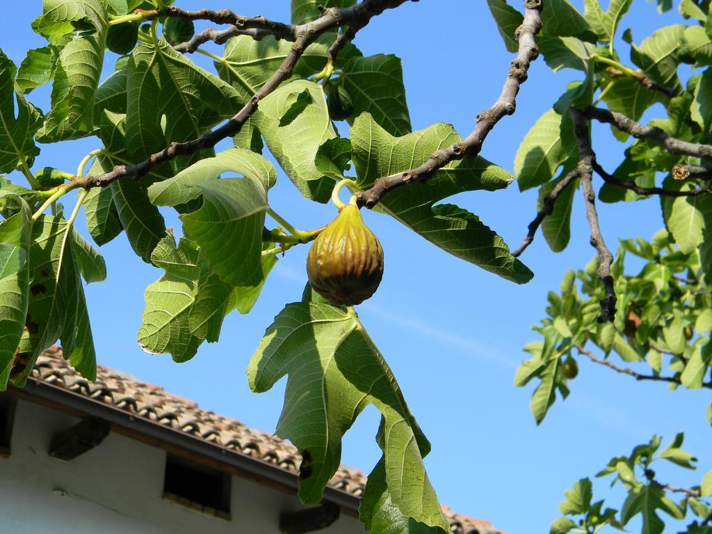 Apartamento Residenza Ca D'Masseu Calamandrana Exterior foto